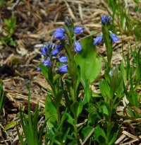 Milkwort