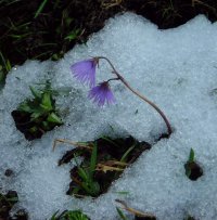 Snowbells